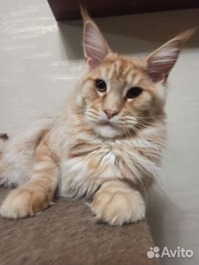 Кот мейн-кун вязка