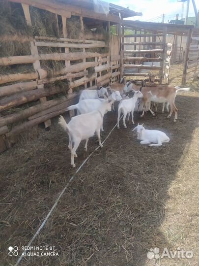 Продам коз и козлят на племя