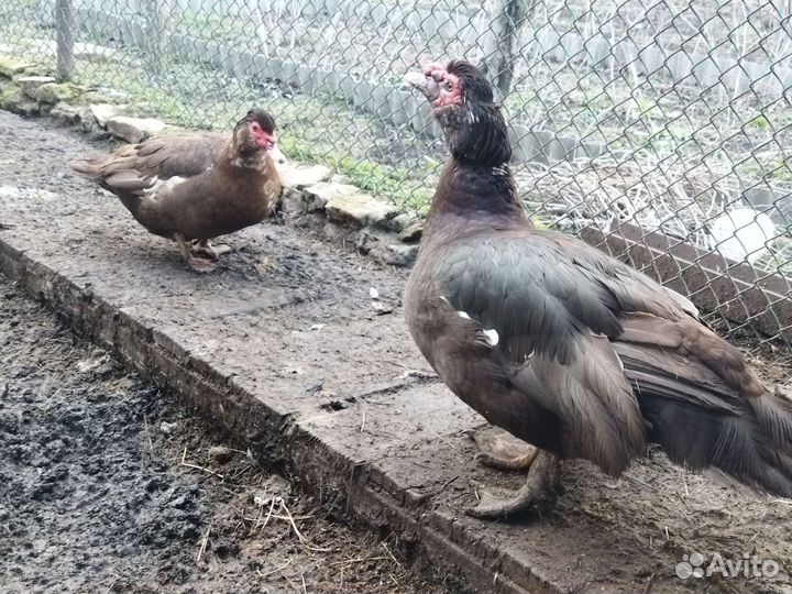 Мускусные утки