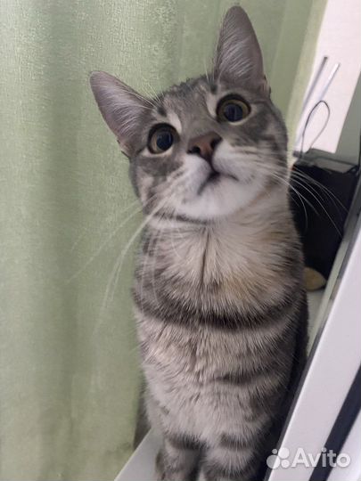 Кошка в хорошие руки