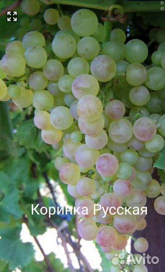 Саженцы винограда