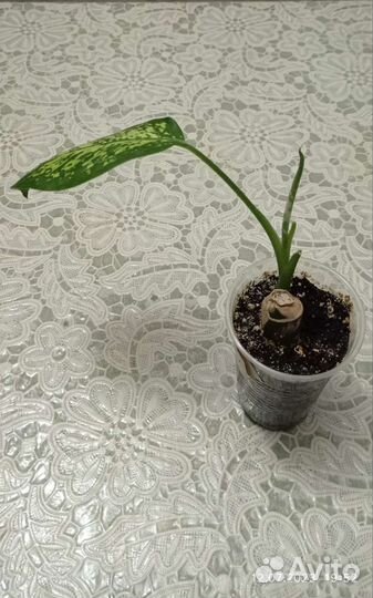 Диффенбахия