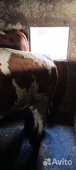 Быки на мясо