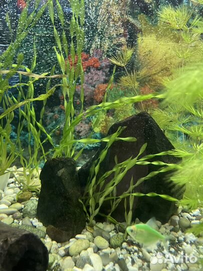 Водоросли для аквариума