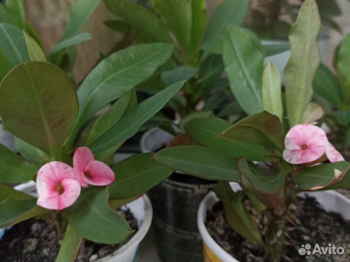 Эуфорбия миля