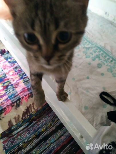 Кошки в добрые руки бесплатно