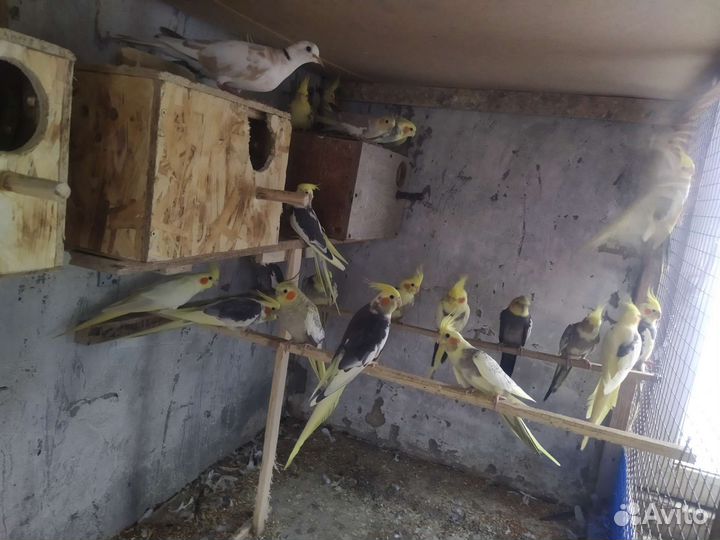 Попугаи Карелы