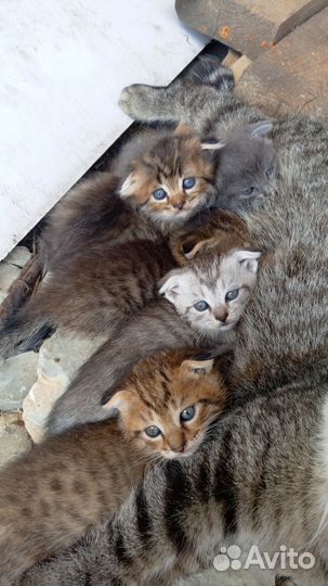 Отдам в добрые руки,вислоухих котят