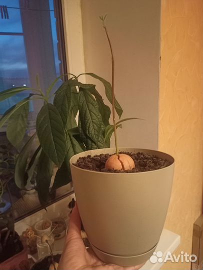 Авокадо. Деревце