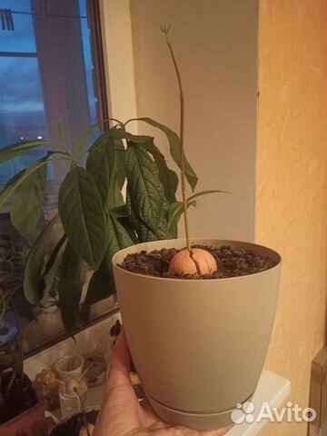 Авокадо. Деревце