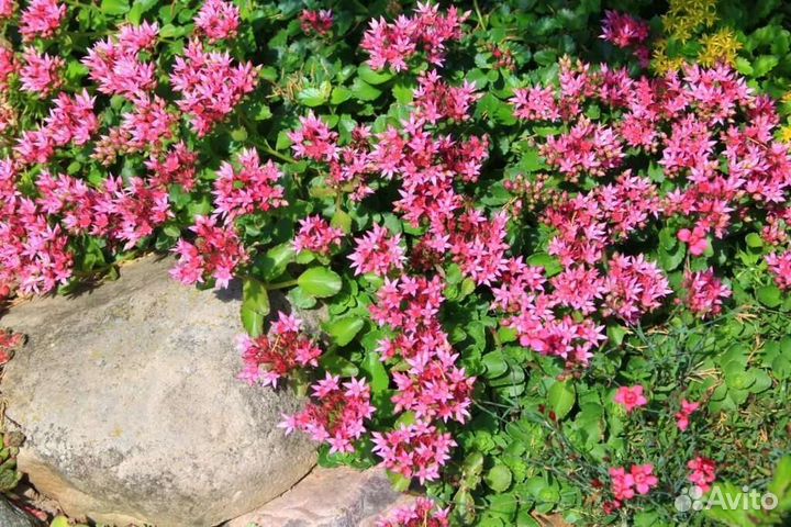 Садовые многолетники