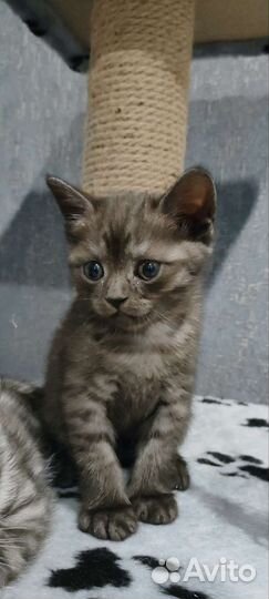Шотландская