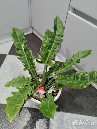 Филодендрон ринг оф файер