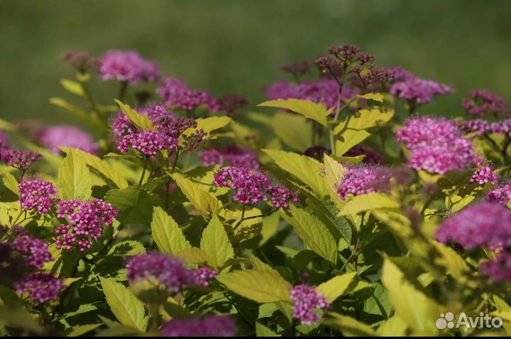 Саженцы спиреи японской