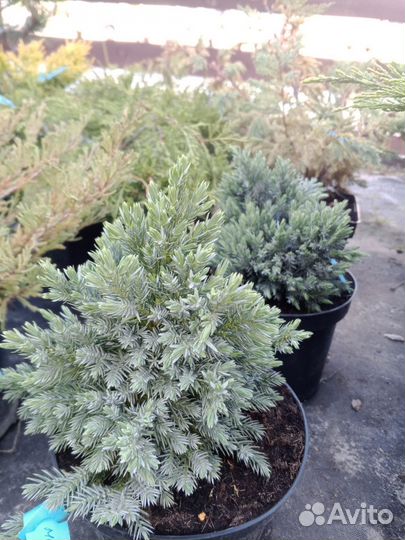 Можжевельники в ассортименте