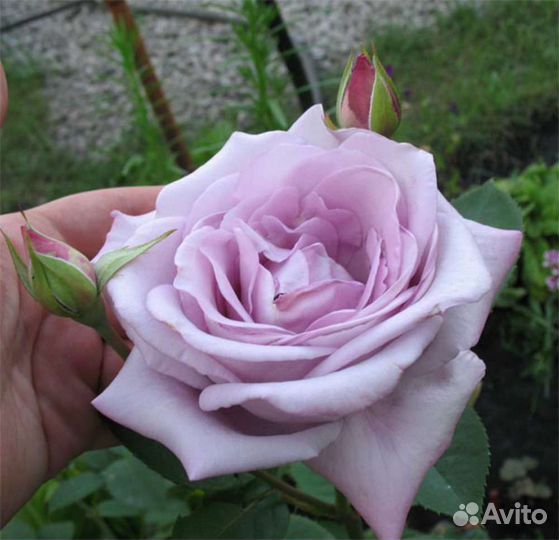 Розы сортовые