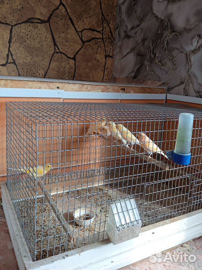 Канарейка кенар