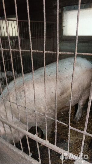 Хряк на племя