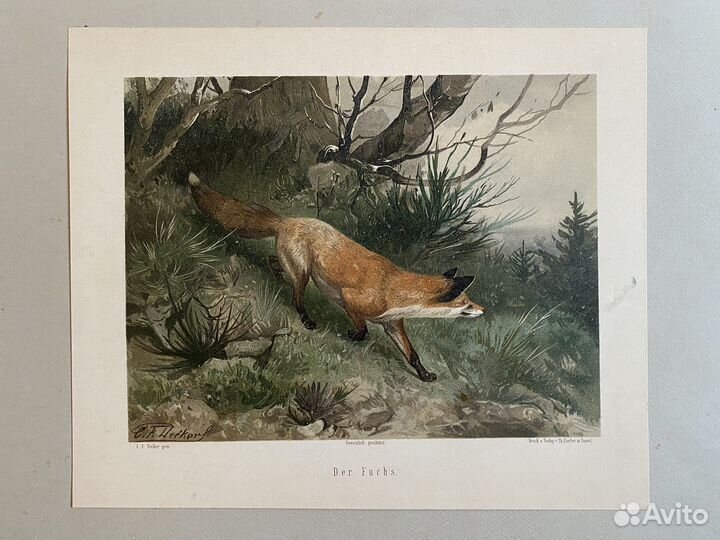 Старинная литография Лиса