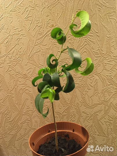 Фикус Бенджамина