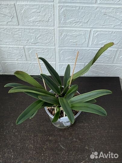 Cattleya percivaliana