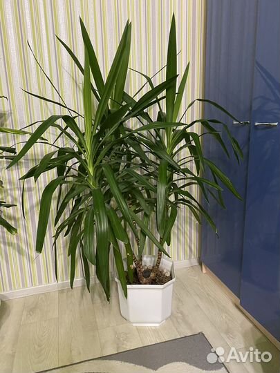 Пальма юкка