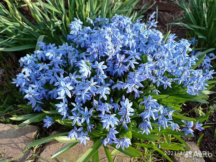 Растения цветы для сада