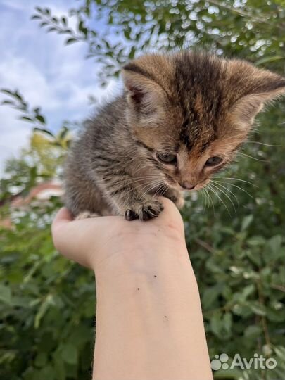 Котята бесплатно