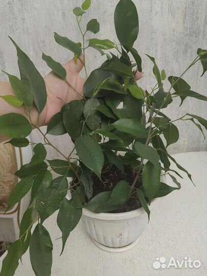 Фикус бенджамина