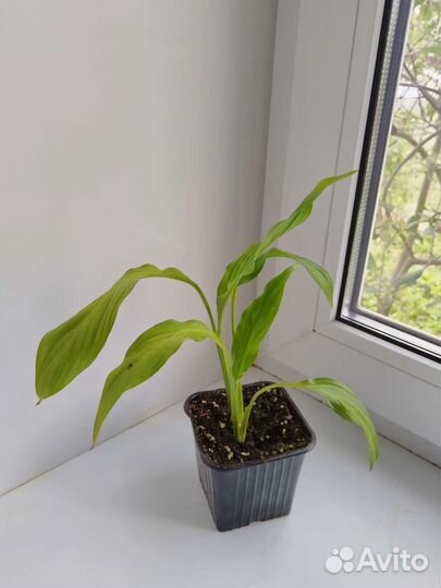 Спатифиллум (женское счастье )