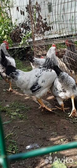 Молодые петухи, очень красивые