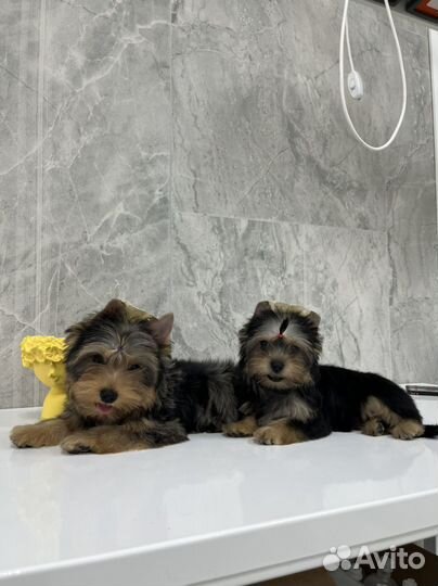 Щенки цветного йорка