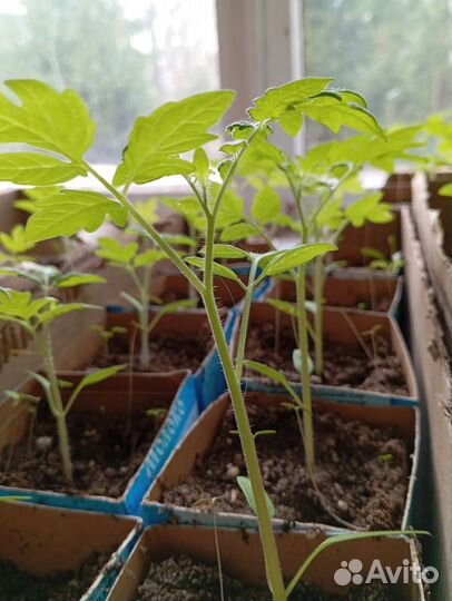 Рассада помидор баклажанов и перцев