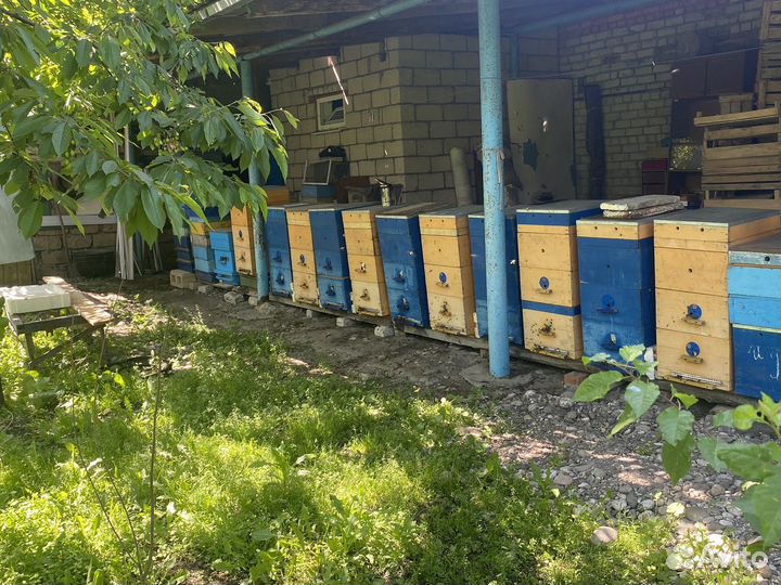 Пчелы с ульями