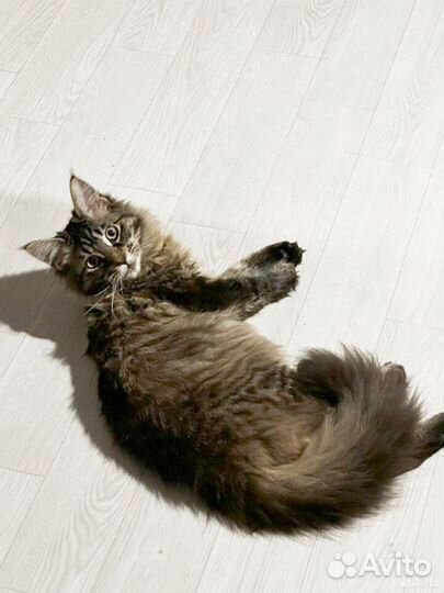 Кошка мейкун