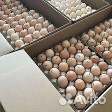 Инкубационное яйцо и цыплята