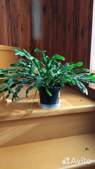 Декабрист шлюмбергера