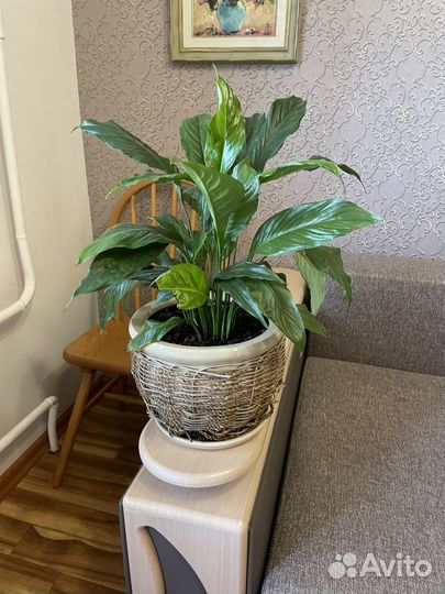 Спатифилум