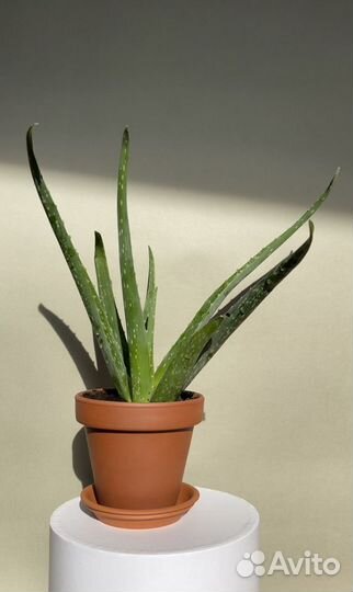 Алоэ, лекарственое растение