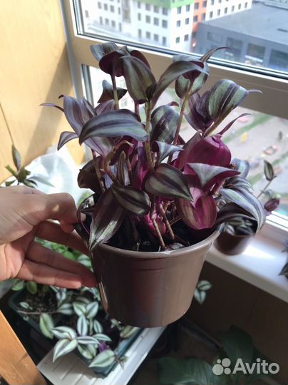 Спатифиллум, комнатные растения