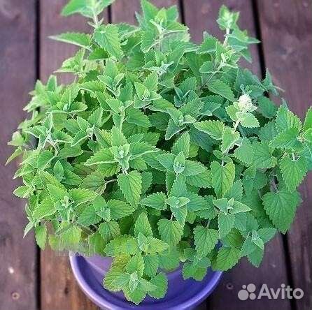 Котовник фассена, радость котикам :)