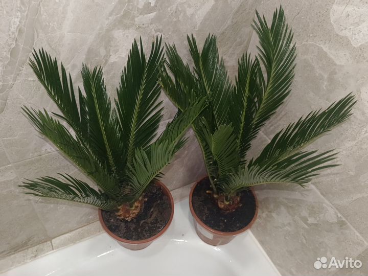 Цикас Революта(Доставка)