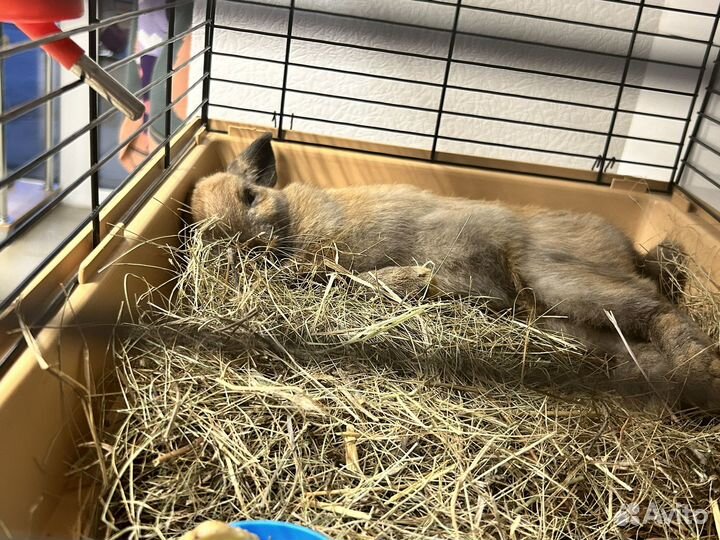 Декоративный кролик