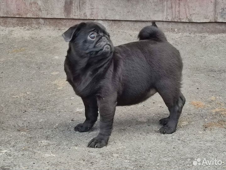 Щенки мопса черные