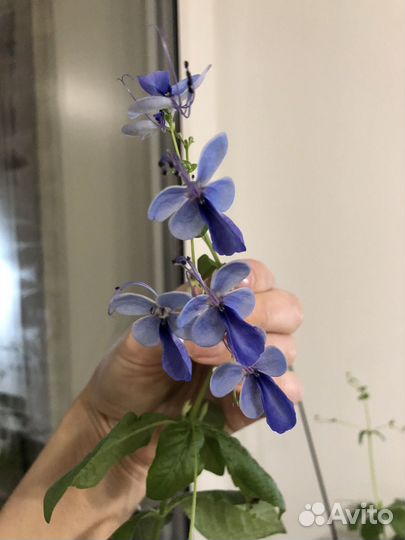 Клеродендрумы