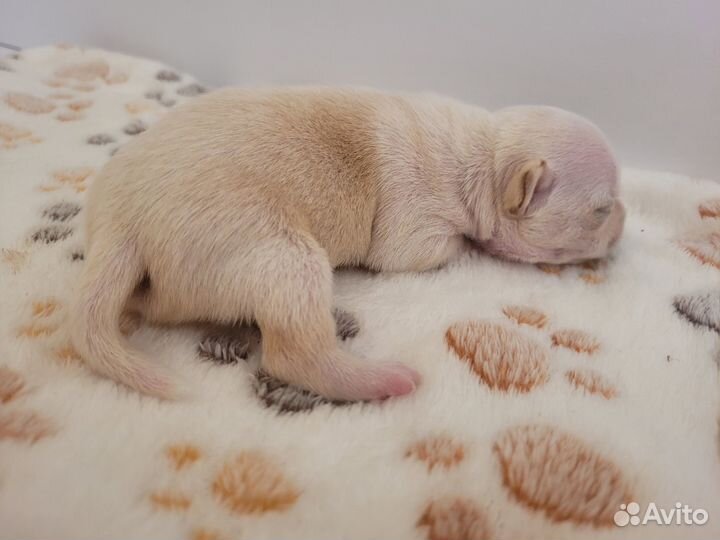 Чихуахуа мальчишки