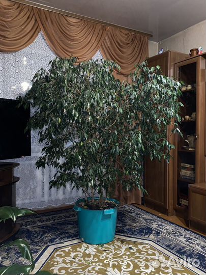 Фикус бенджамина большой