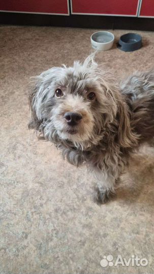 Отдам в добрые руки