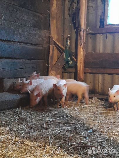 Поросенок ландрас