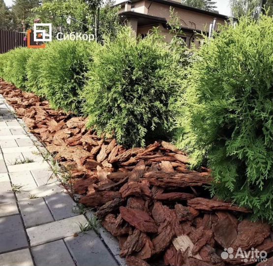 Кора сибирской лиственницы